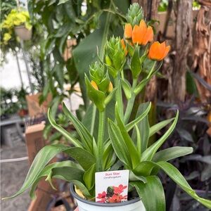 Sun Star Ornithogalum Plant in Orange